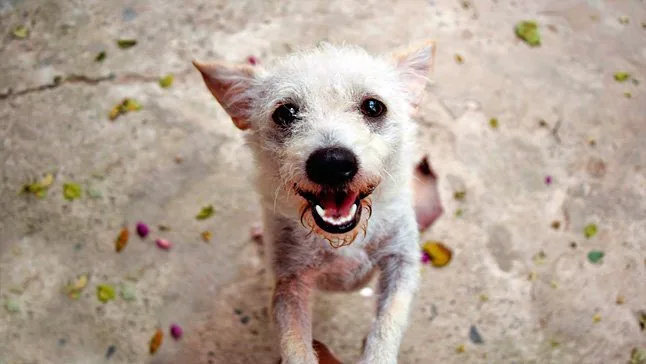 perro adoptado pelon