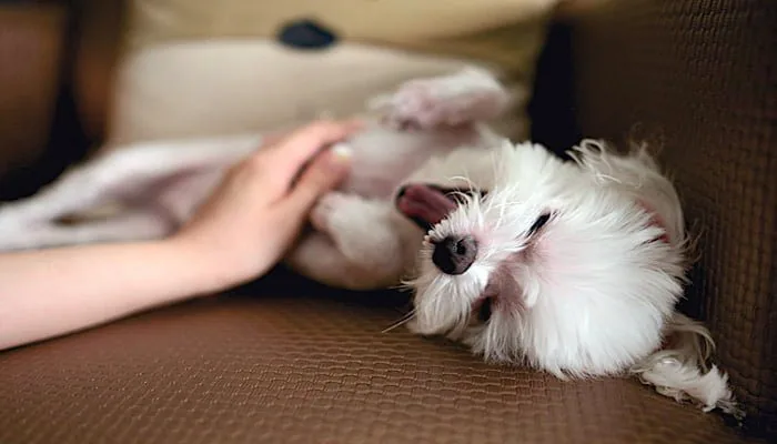 perro feliz