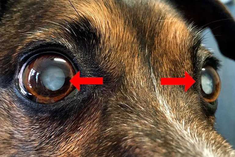 blanqueamiento-del-cristalino-por-cataratas-en-un-perro