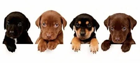 cachorros