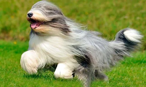 collie barbudo corriendo
