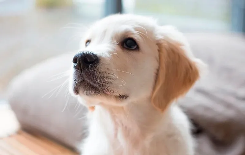 cachorrito solo en casa