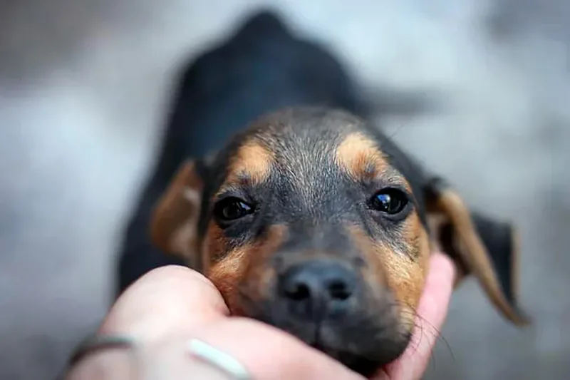 adoptar un perro sin hogar