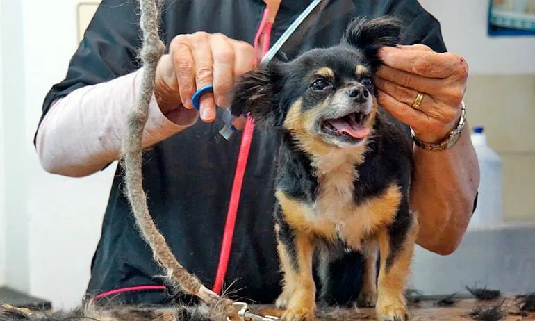 perro-en-peluquería-canina