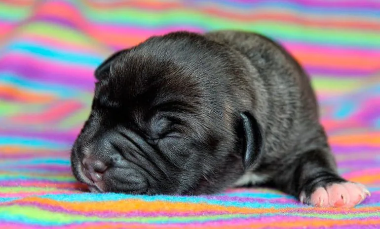 puppy sleeping on a blanket