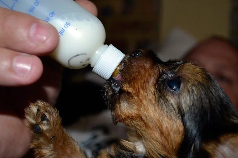 puppy drinking from a bottle