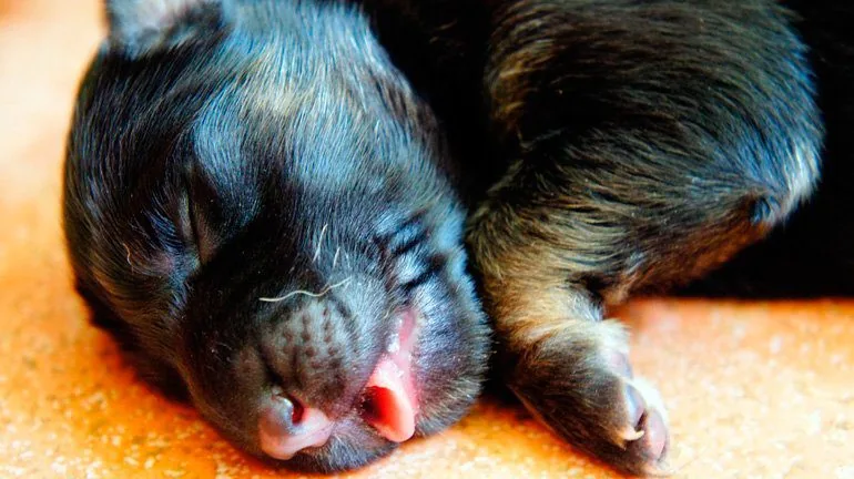 sleeping puppy