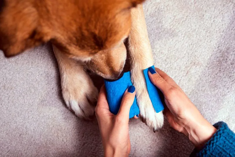 vendar la pata de un perro