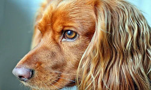 perro-con-pelo-brillante