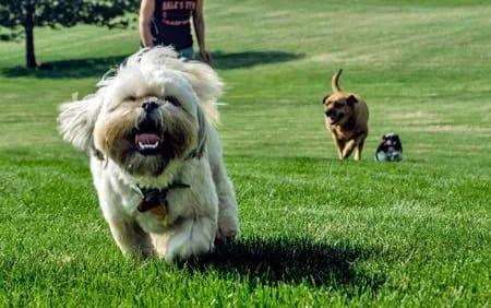 perrito en el parque