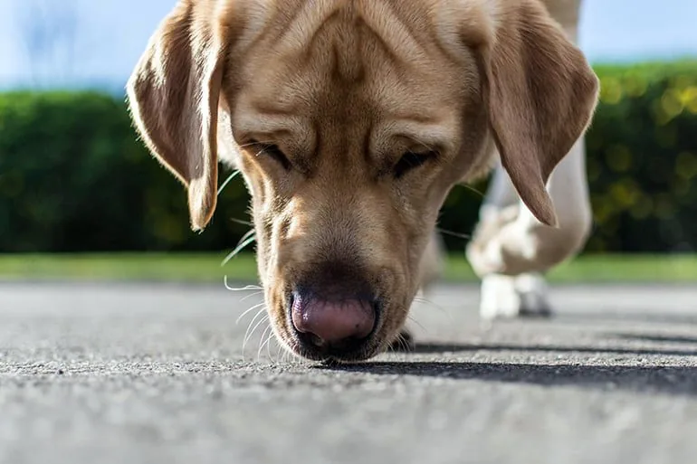 perro-rastreando