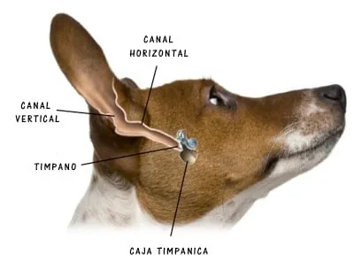 dog's inner ear