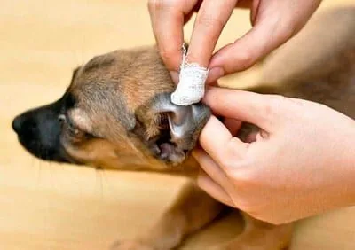 cleaning the ear with gauze