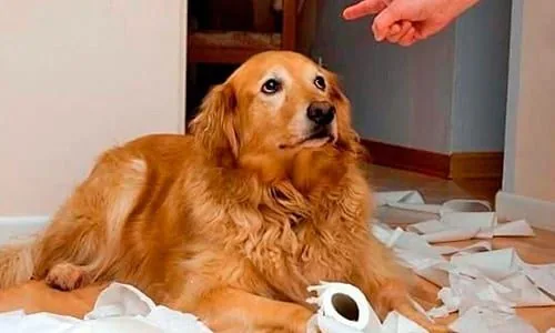 perro se siente culpable