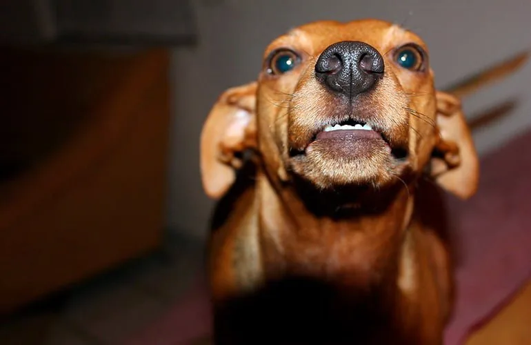 signs-of-anger-in-a-dog