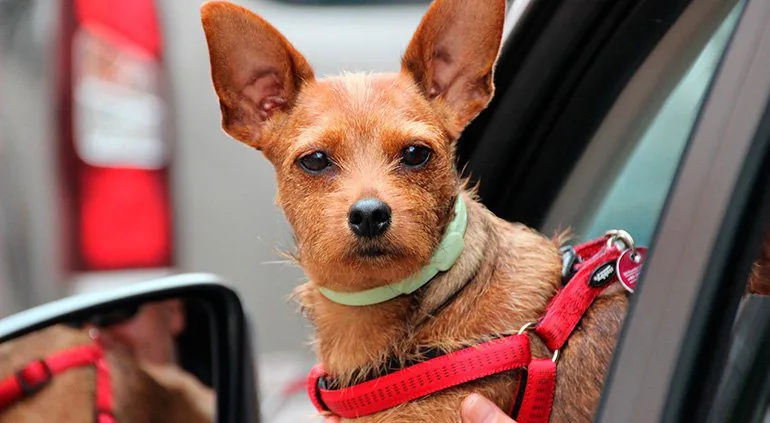 perro-asomado-pro-la-ventanilla-del-coche