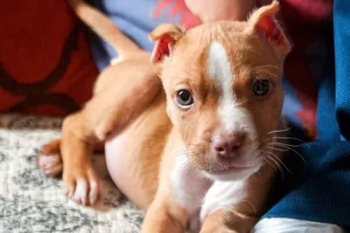 Cachorro de perro Pitbull