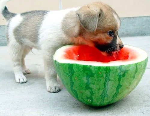perro comiendo sandía