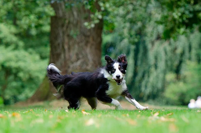 dog-running-in-the-yard