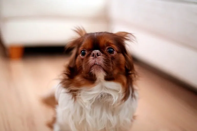 dog-getting-scolded