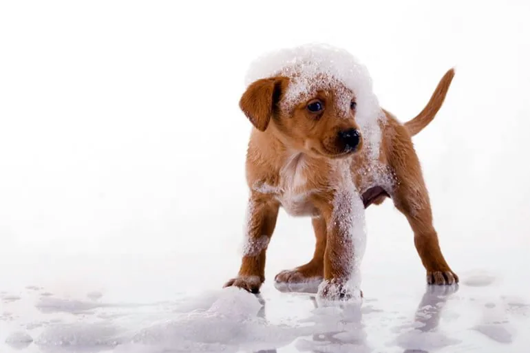 cachorro-con-espuma-de-baño