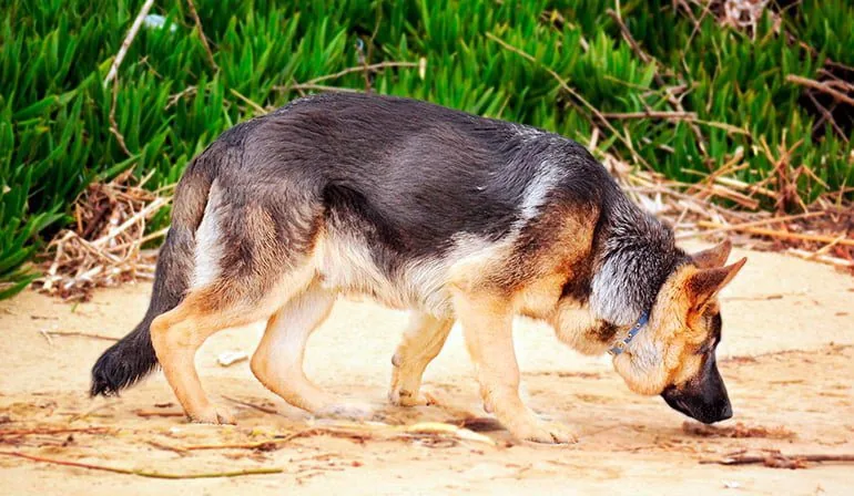perro-olfateando-un-rastro