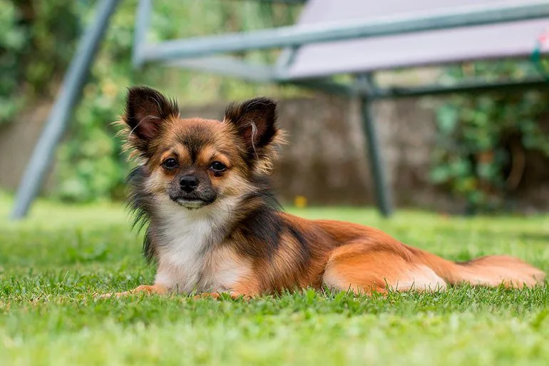 chihuahua