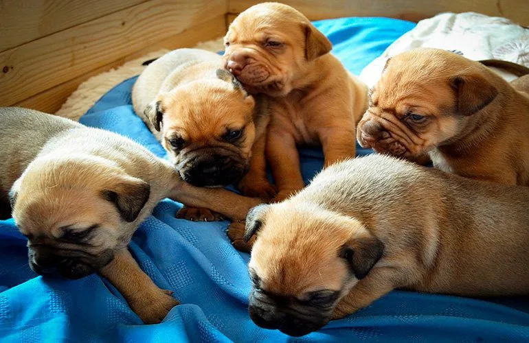 camada-de-cachorros