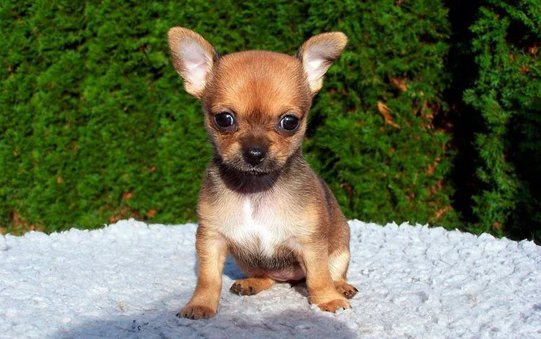 cachorro-de-chihuahua