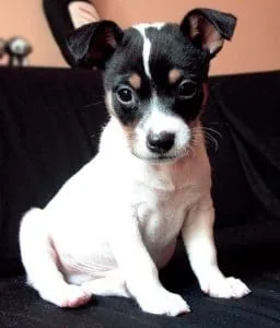 ratonero bodeguero andaluz puppy