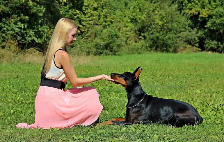 doberman-training