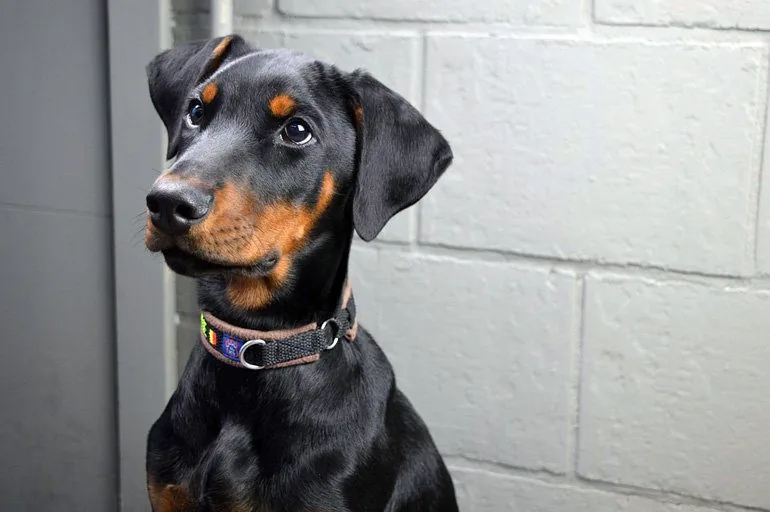 doberman-with-uncropped-ears