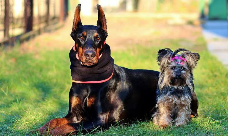 doberman-protected-from-the-cold
