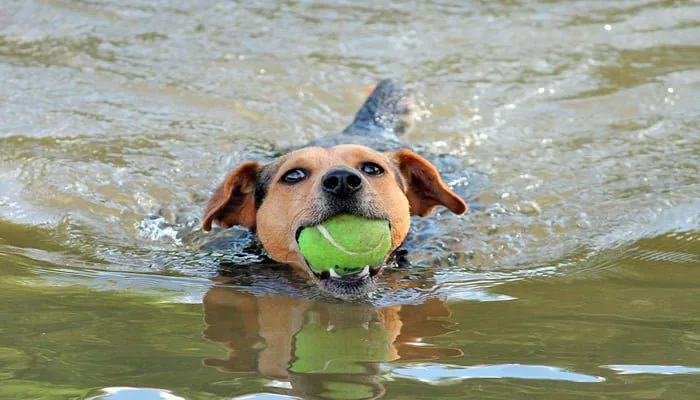 Perro nadando