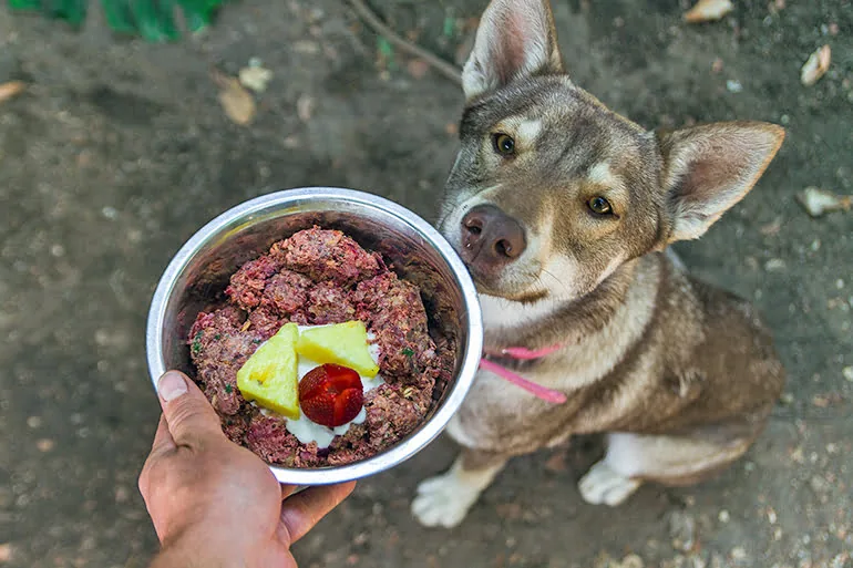 dog eating a BARF diet