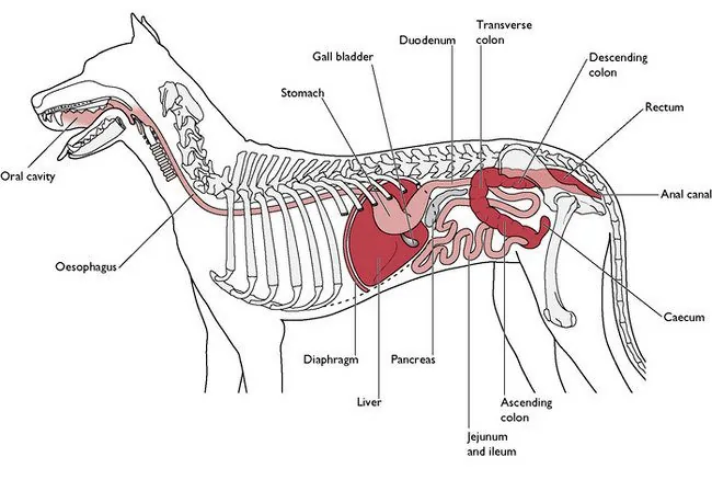 esquema-del-aparato-digestivo-de-un-perro