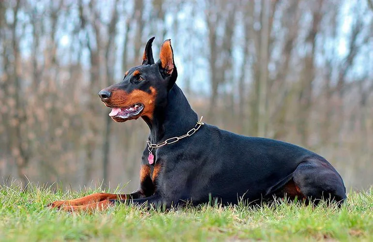doberman-dog