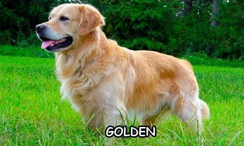 golden