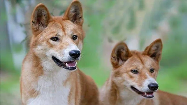 dingo salvaje australiano