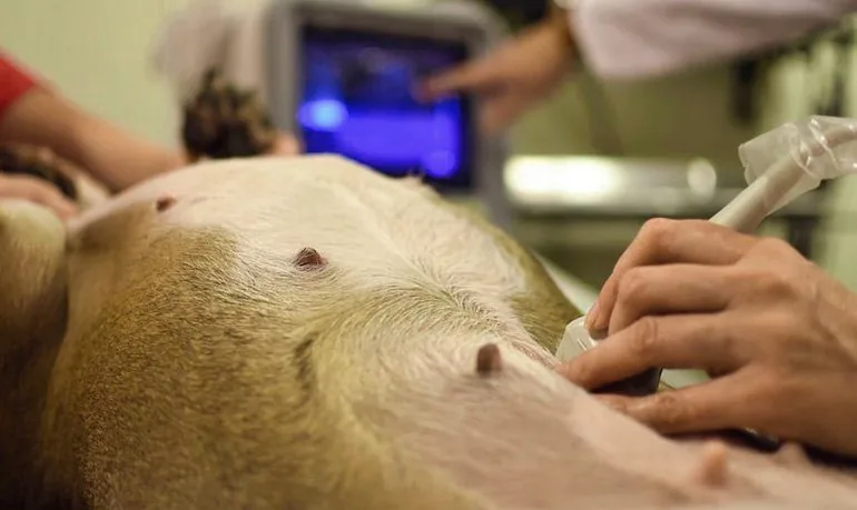 ecografia-a-un-perro-con-displasia-renal