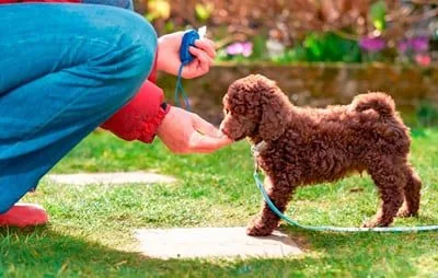 perrito educandose