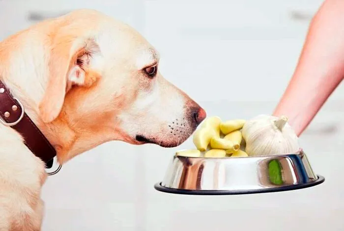 comedero de perro lleno de ajo