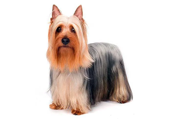 Terrier australiano sedoso con pelaje largo y brillante