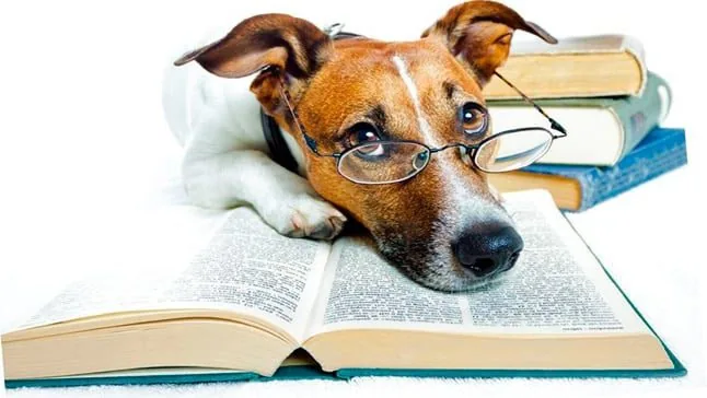 libro y perro