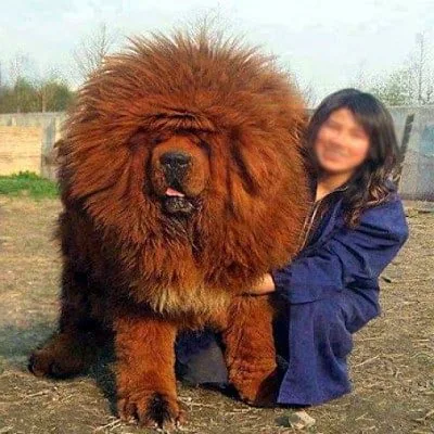mastin rojo del tibet