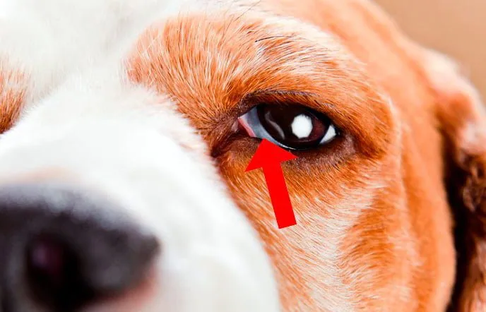 Dog with a protruding third eyelid