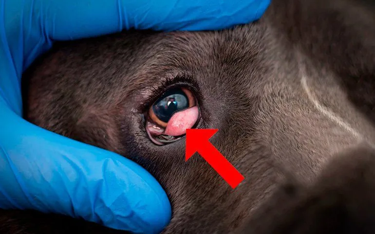 Dog with cherry eye