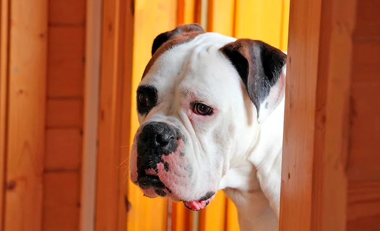 dog-watching-from-the-door