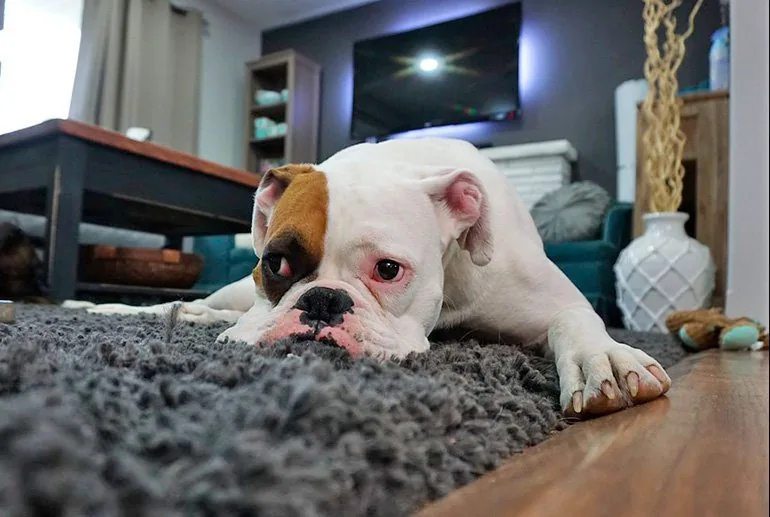 perro-en-casa-resignado