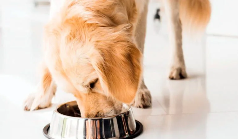 perro-comiendo-en-su-comedero